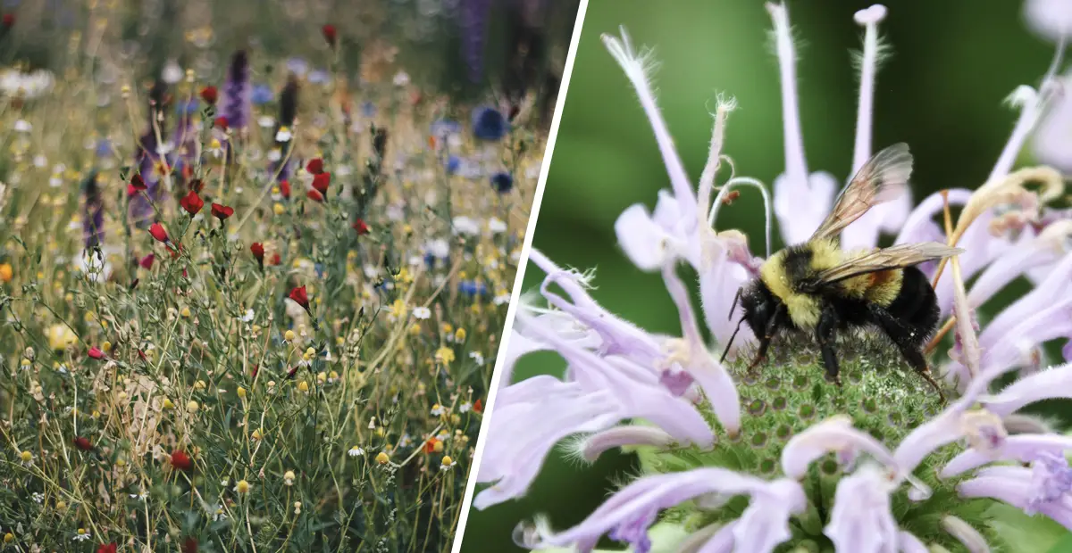 Minnesota Will Pay Homeowners To Replace Their Lawns With BeeFriendly