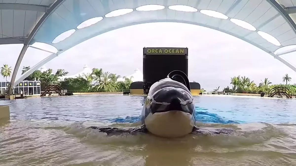 Keto the killer whale. 