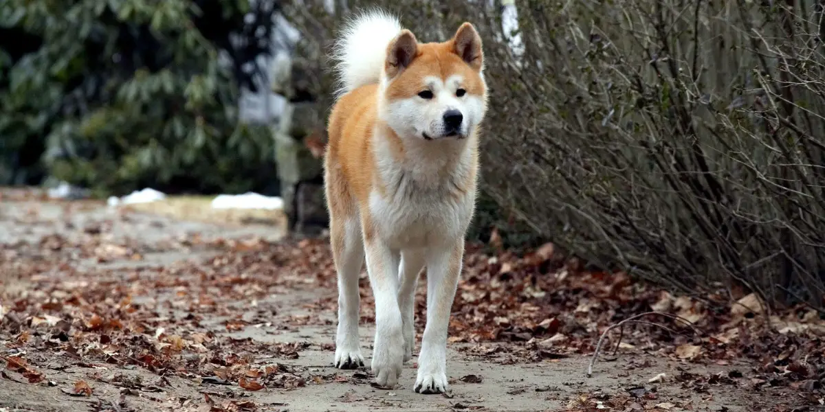 Hachi: A Dog's Tale