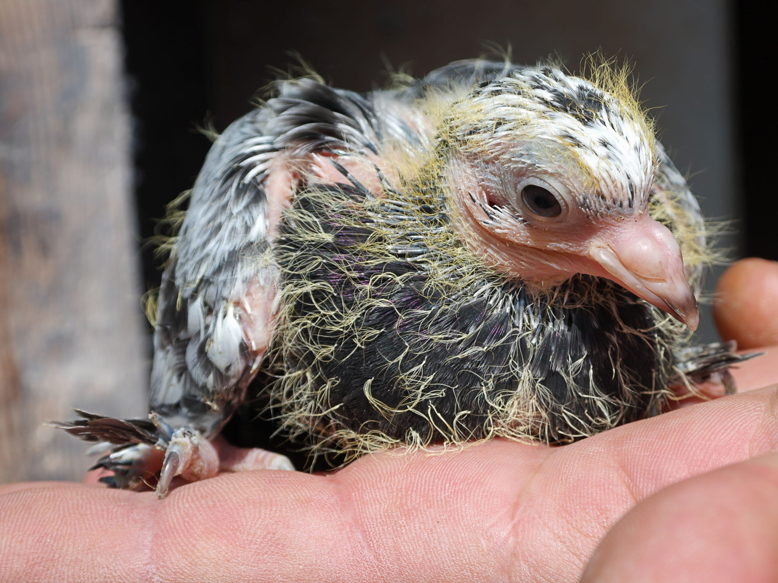 Baby pigeon