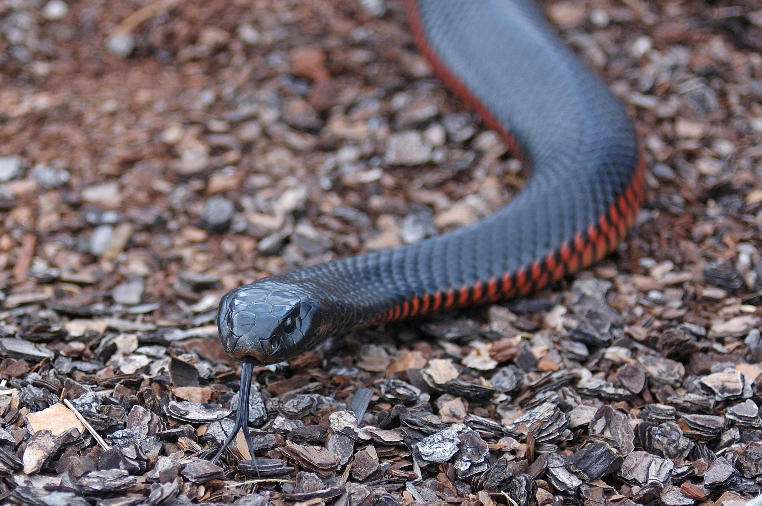 Red-bellied black snake. 