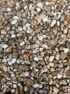 Wedding ring in pebbles.