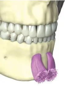 mentalis muscle diagram