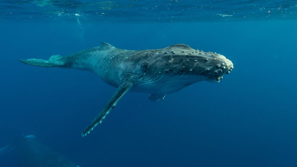 Whale