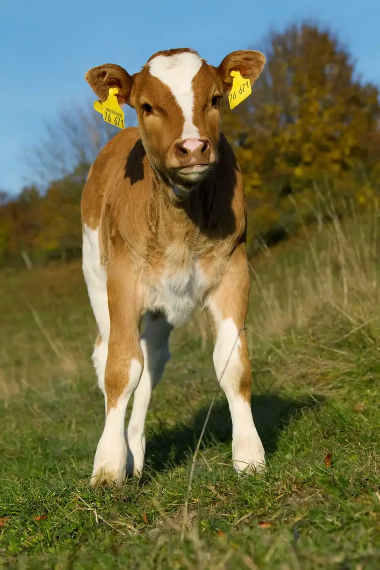 Calf