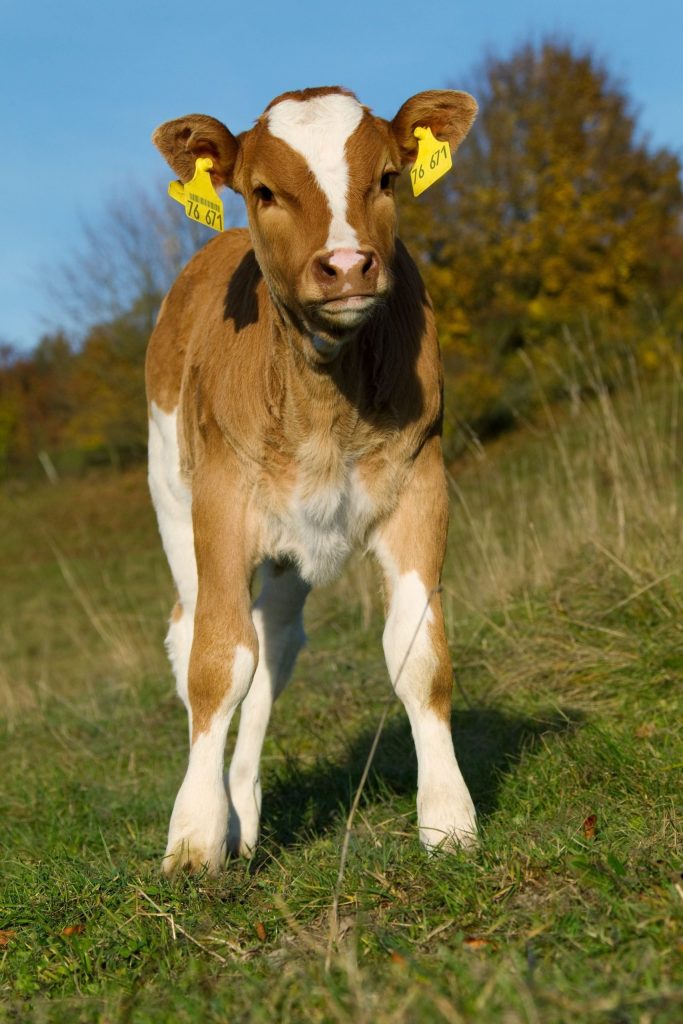 Baby cow