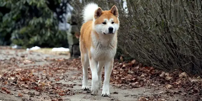 Hachi: A Dog's Tale