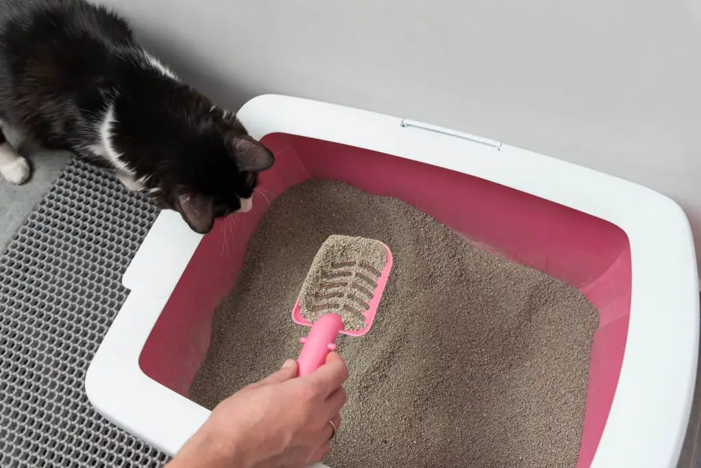 Cat litter tray