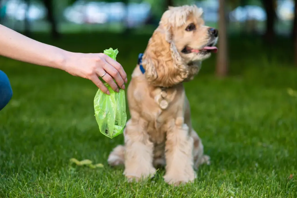 Pet poop