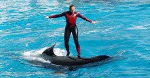 Dawn Brancheau and orca.