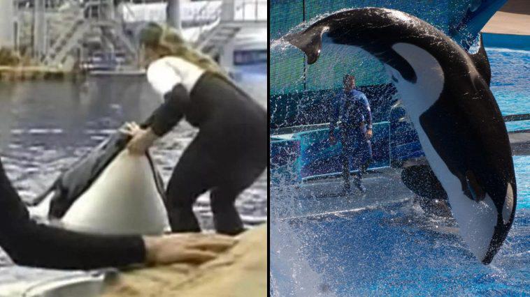 The final moments of SeaWorld trainer Dawn Brancheau before orca Tilikum killed her have left people heartbroken. 