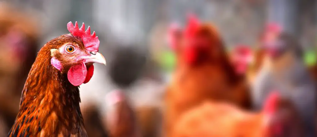 Chicken
