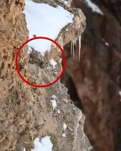 Snow leopard on mountain.