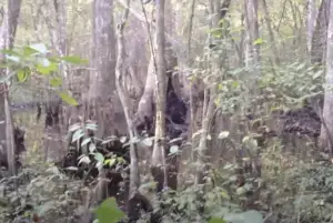 'Bigfoot' footage.