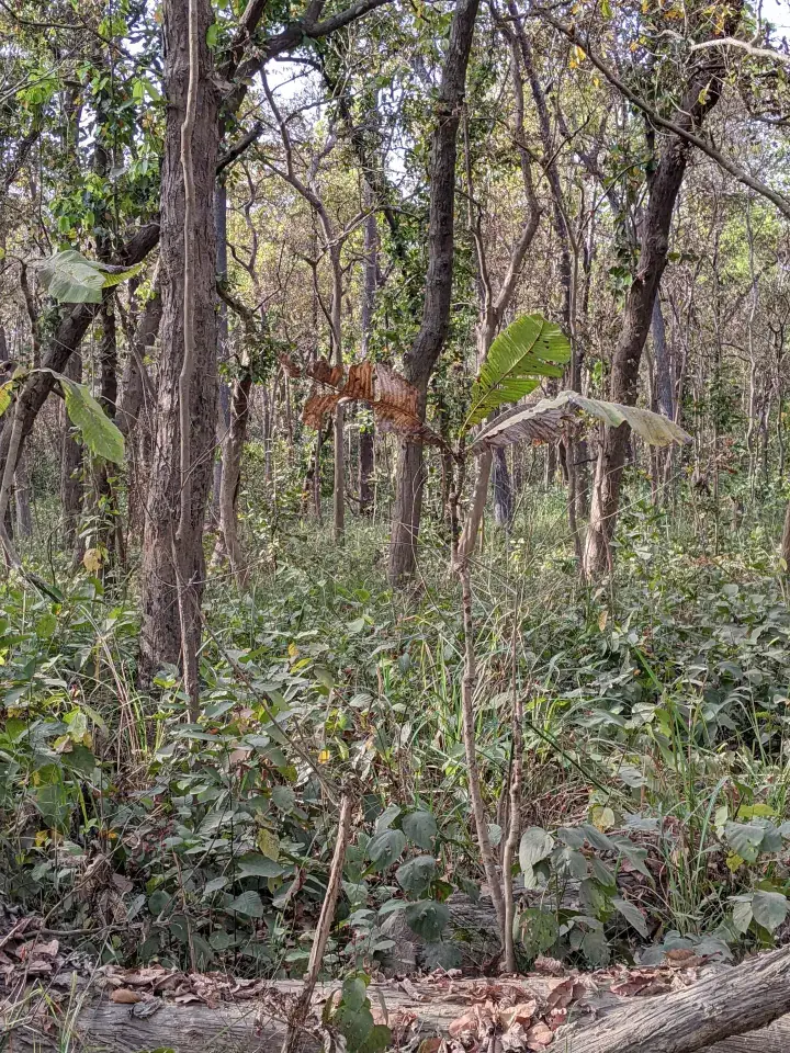 Tiger in the jungle