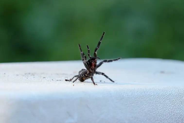 Funnel Web Spider