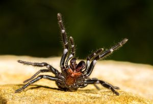 Funnel-web spider.