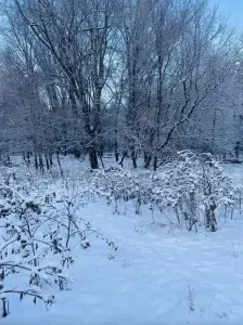 Hidden dog in snow photo.