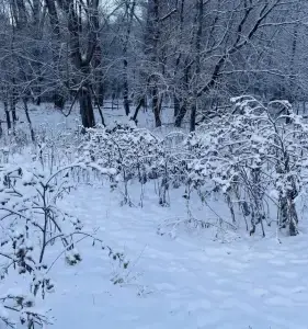 Hidden dog in snow photo.