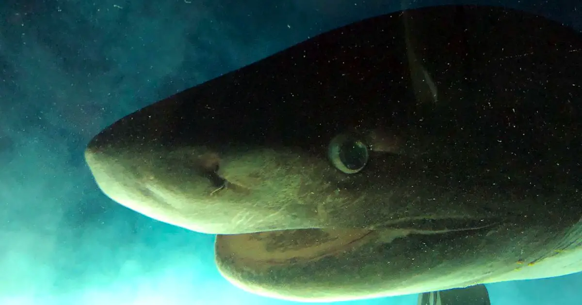 Bluntnose six gill shark.