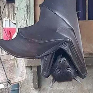 'Human-sized bat'