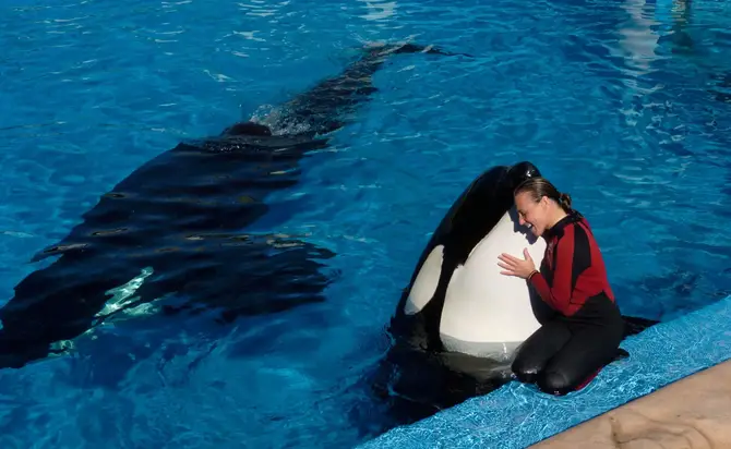 Dawn Brancheau and orca Tilikum.