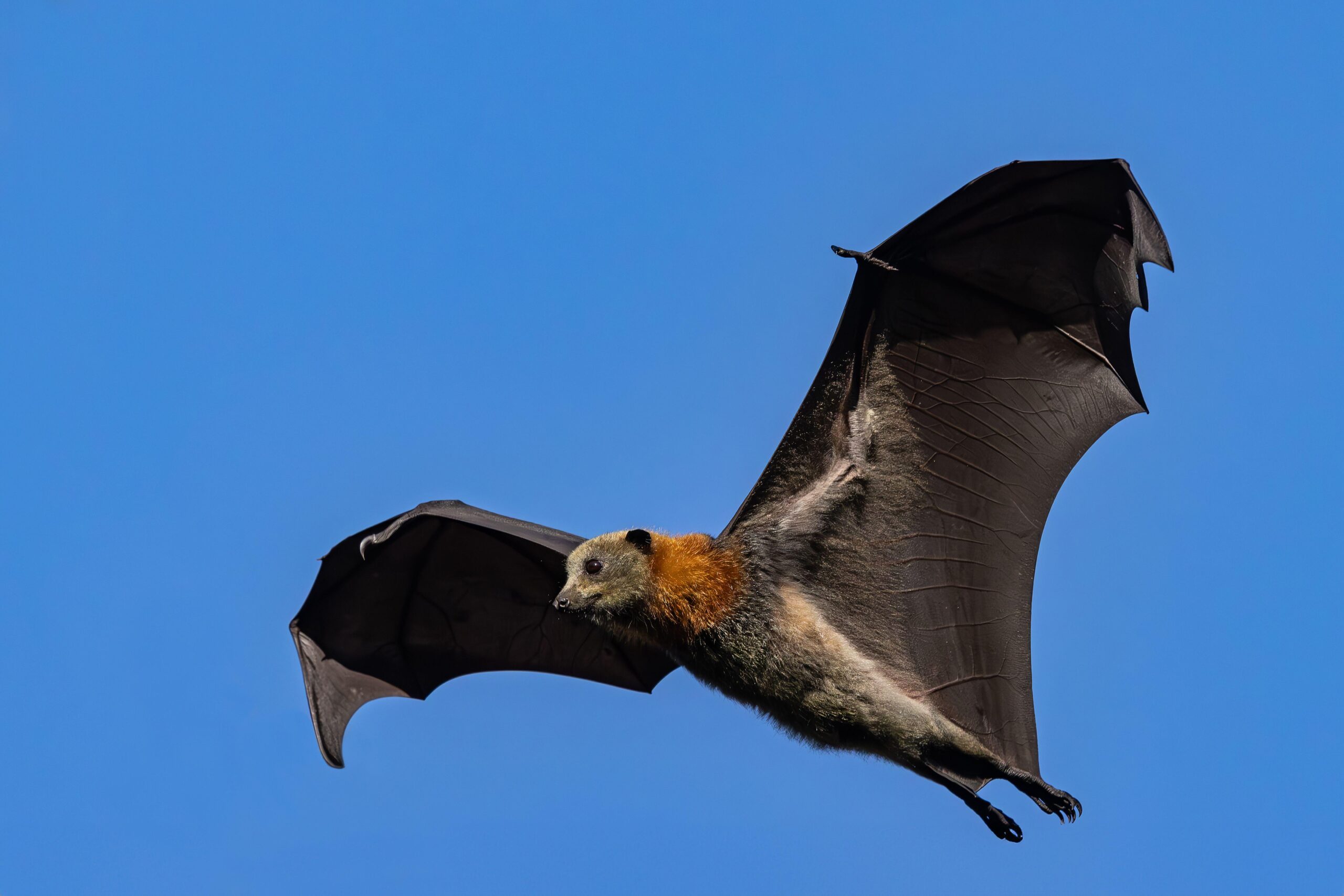 Bat