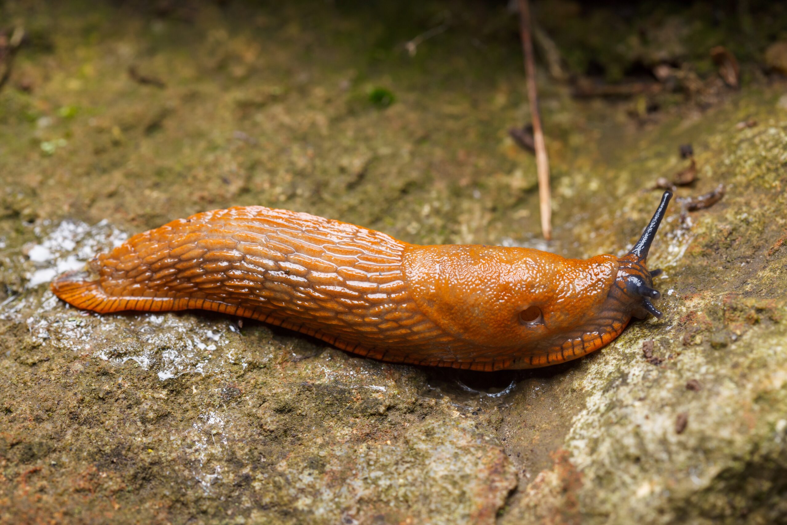 Slug