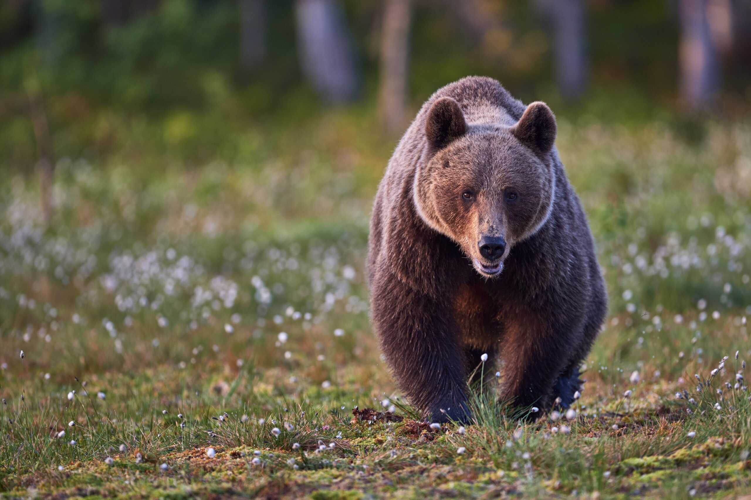 Brown bear