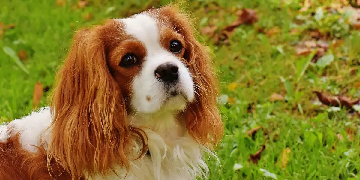 Cavalier King Charles Spaniel