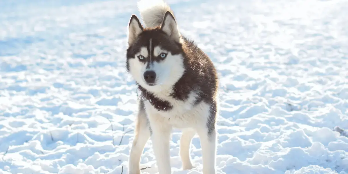 Husky in snow.