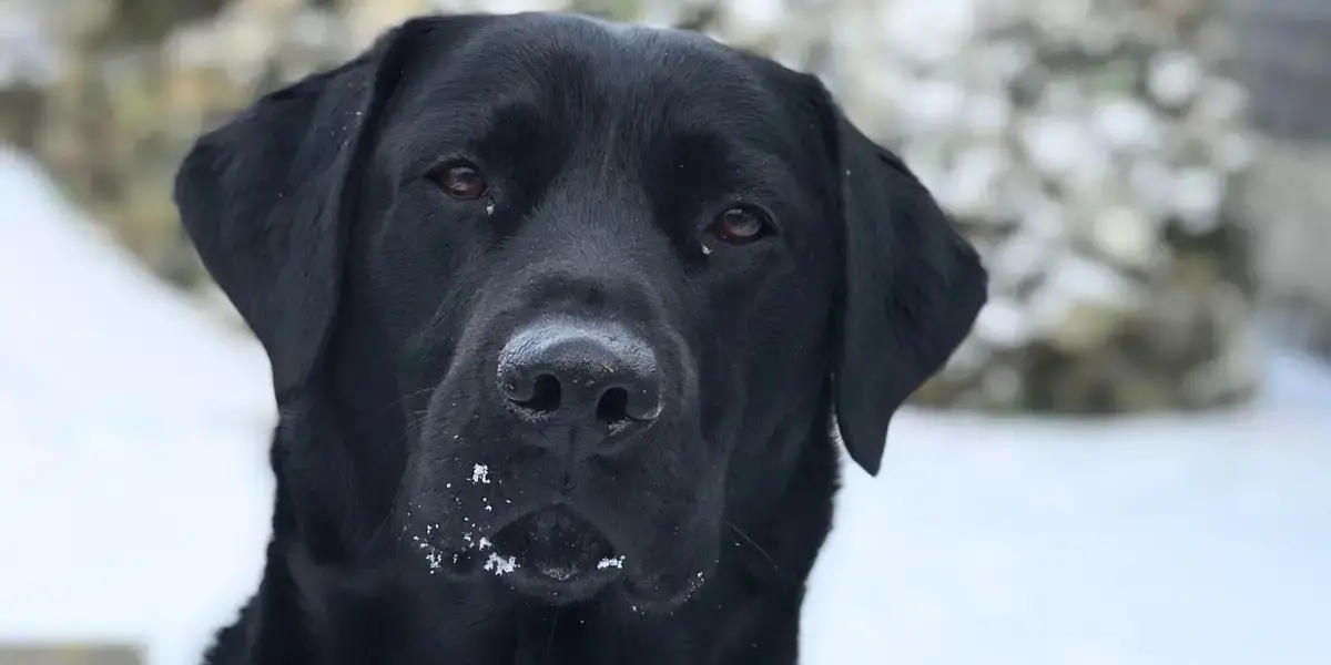 Dog in snow.