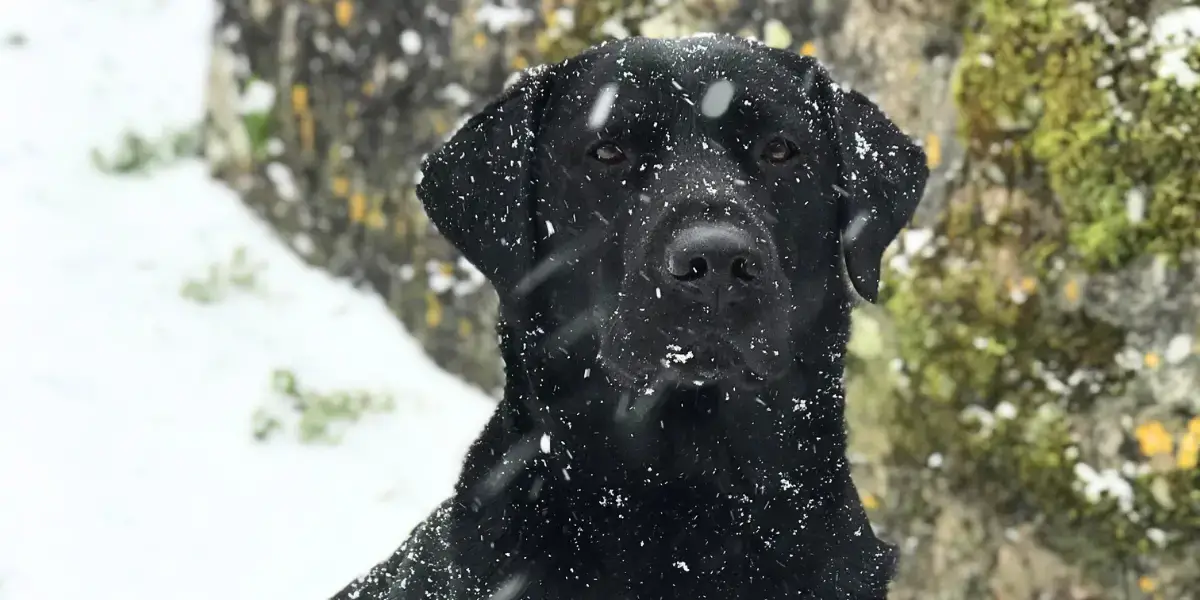 Dog in snow.