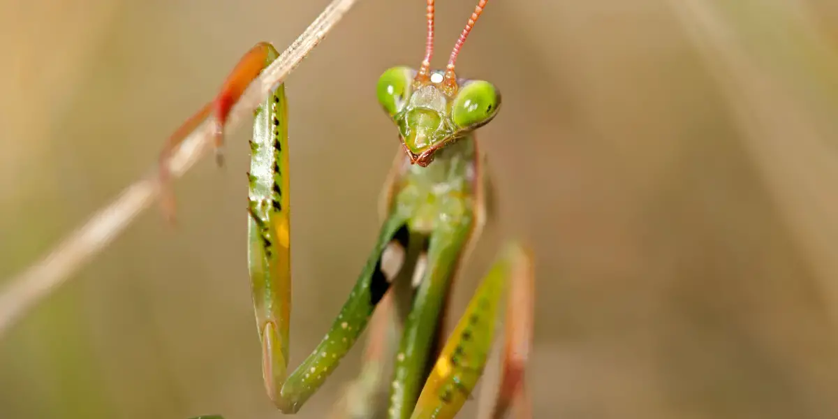 Praying mantis