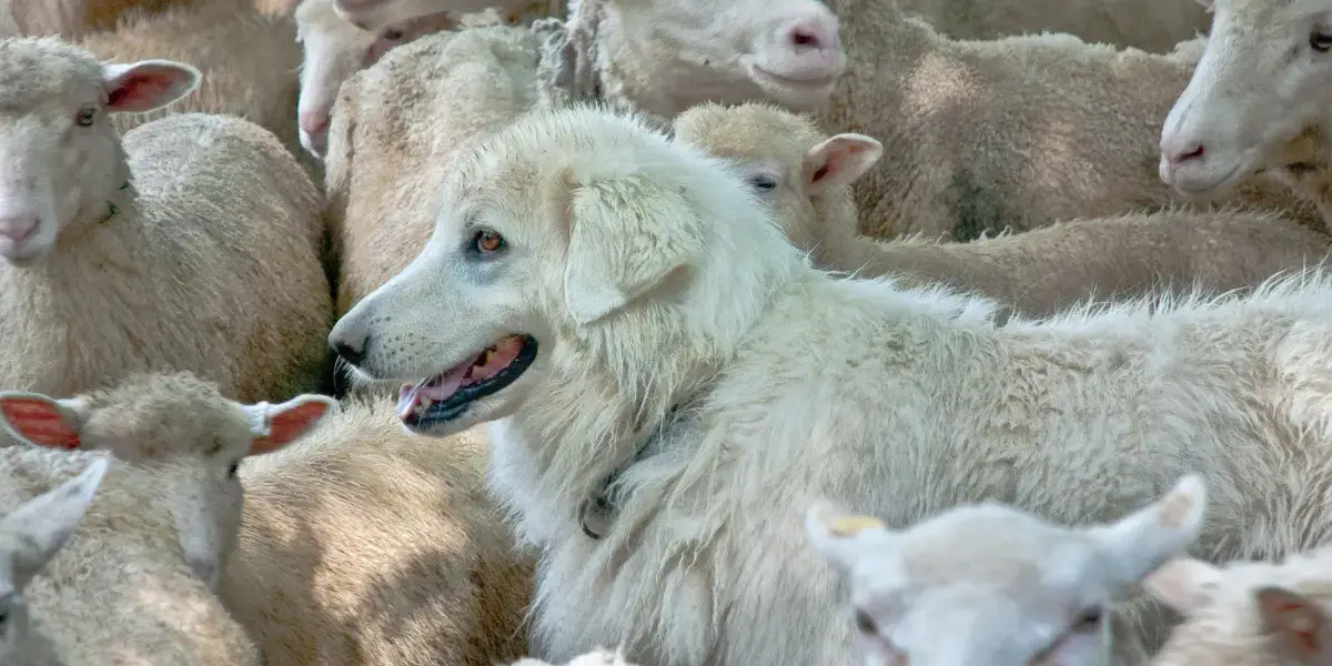 Maremma sheepdog