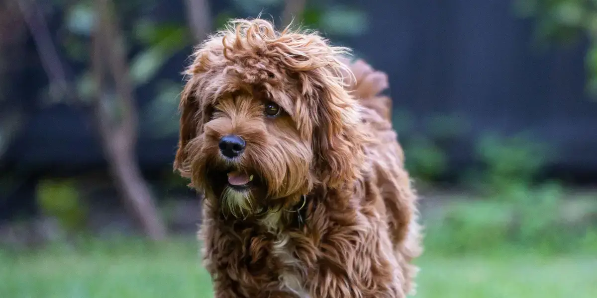 Cavoodle