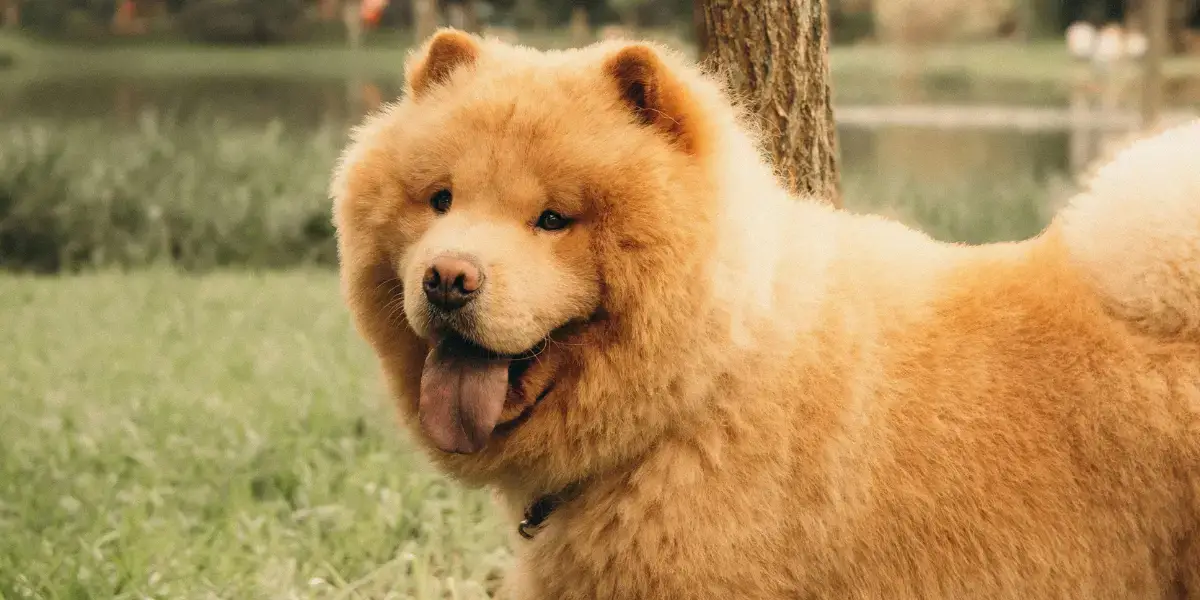 Chow Chow