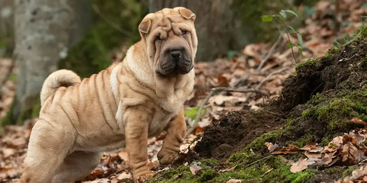 Shar Pei