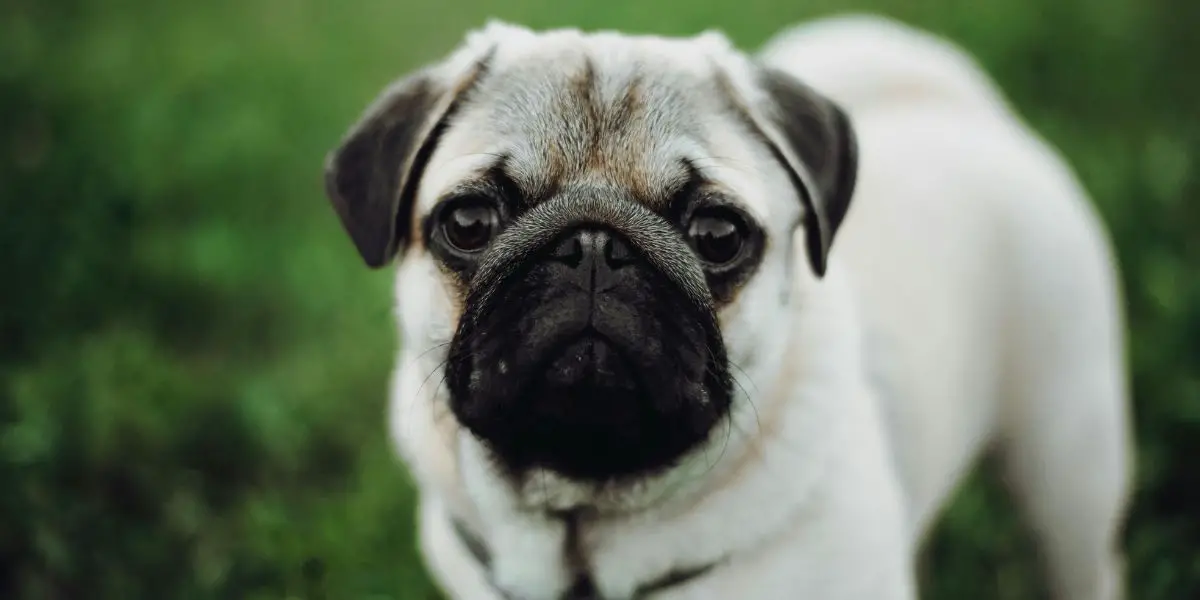 Pug