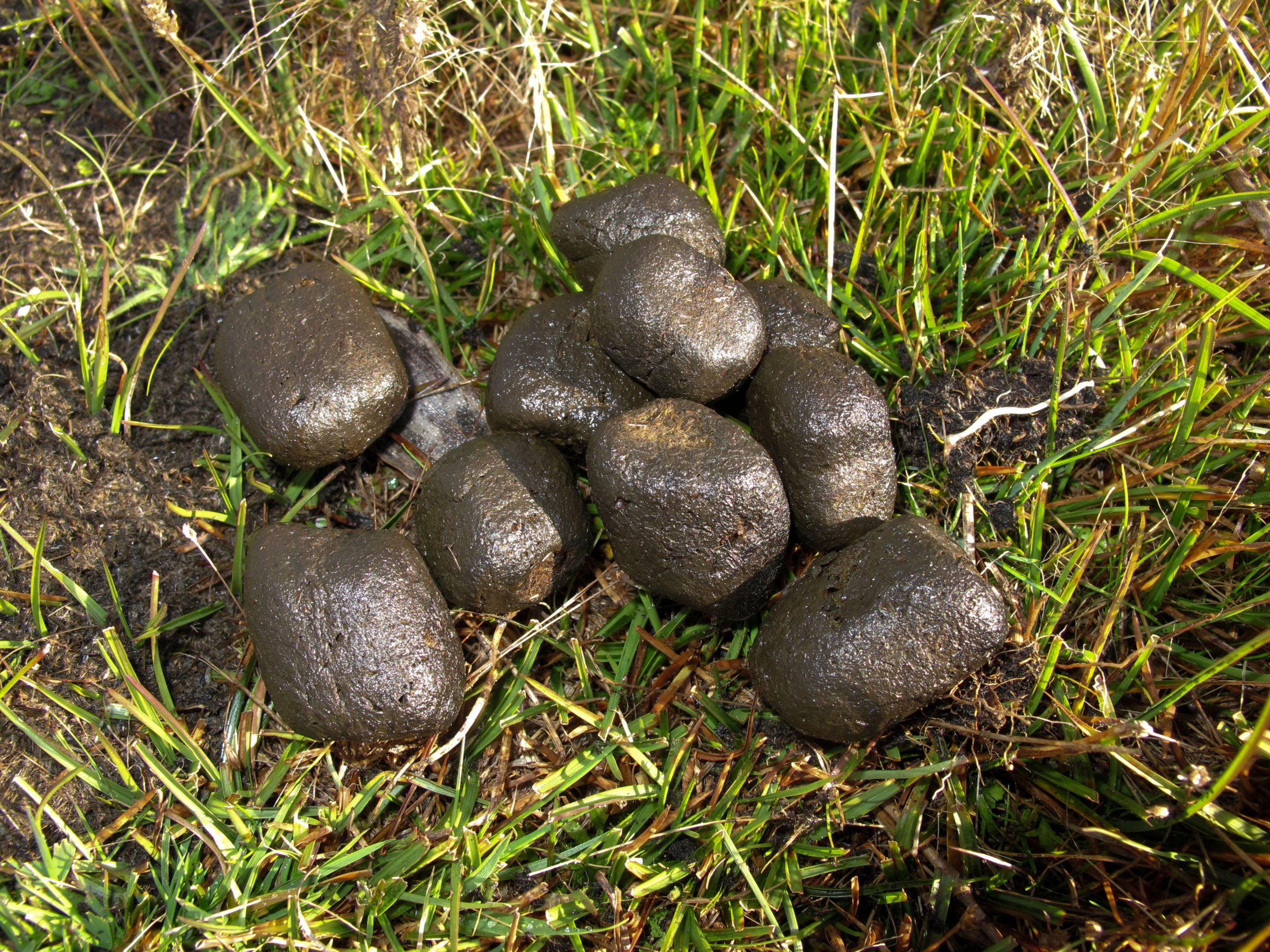 Wombat poop