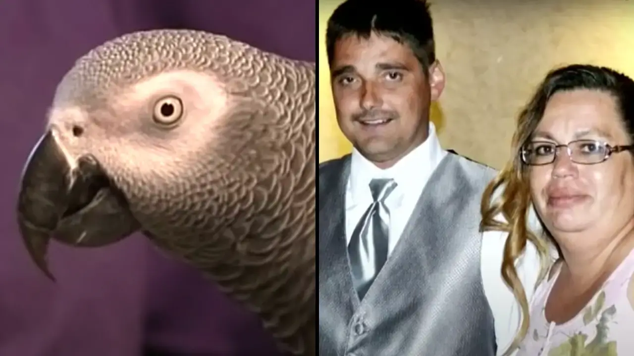 Parrot Witness Case: A woman was convicted of killing her husband after their pet parrot apparently repeated the victim's 'last words'.