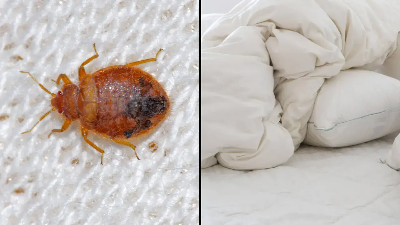 Experts have shared insight into how often you should wash your sheets amid a bed bug infestation.