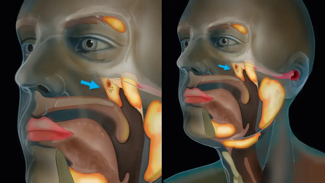 Scientists may have accidentally discovered a new organ. Find out more information about this discovery here...