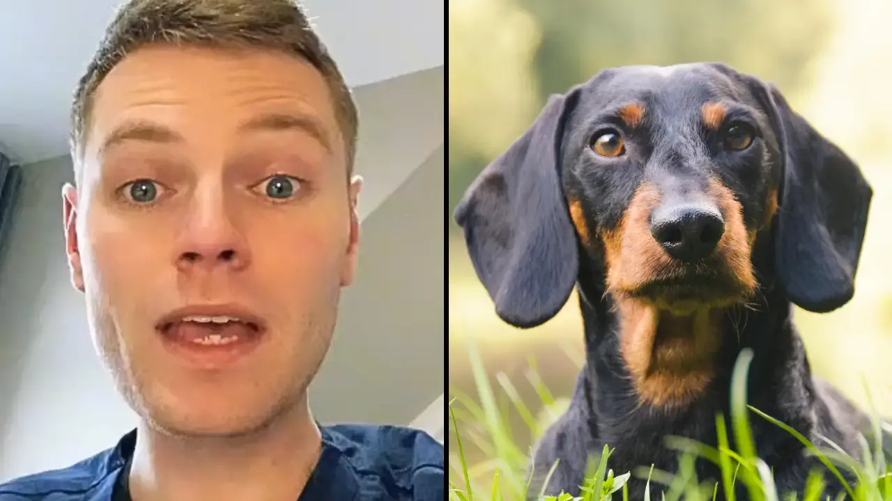 Ben The Vet has revealed on TikTok the five dog breeds he'd never want to own, plus the shocking reasons why...