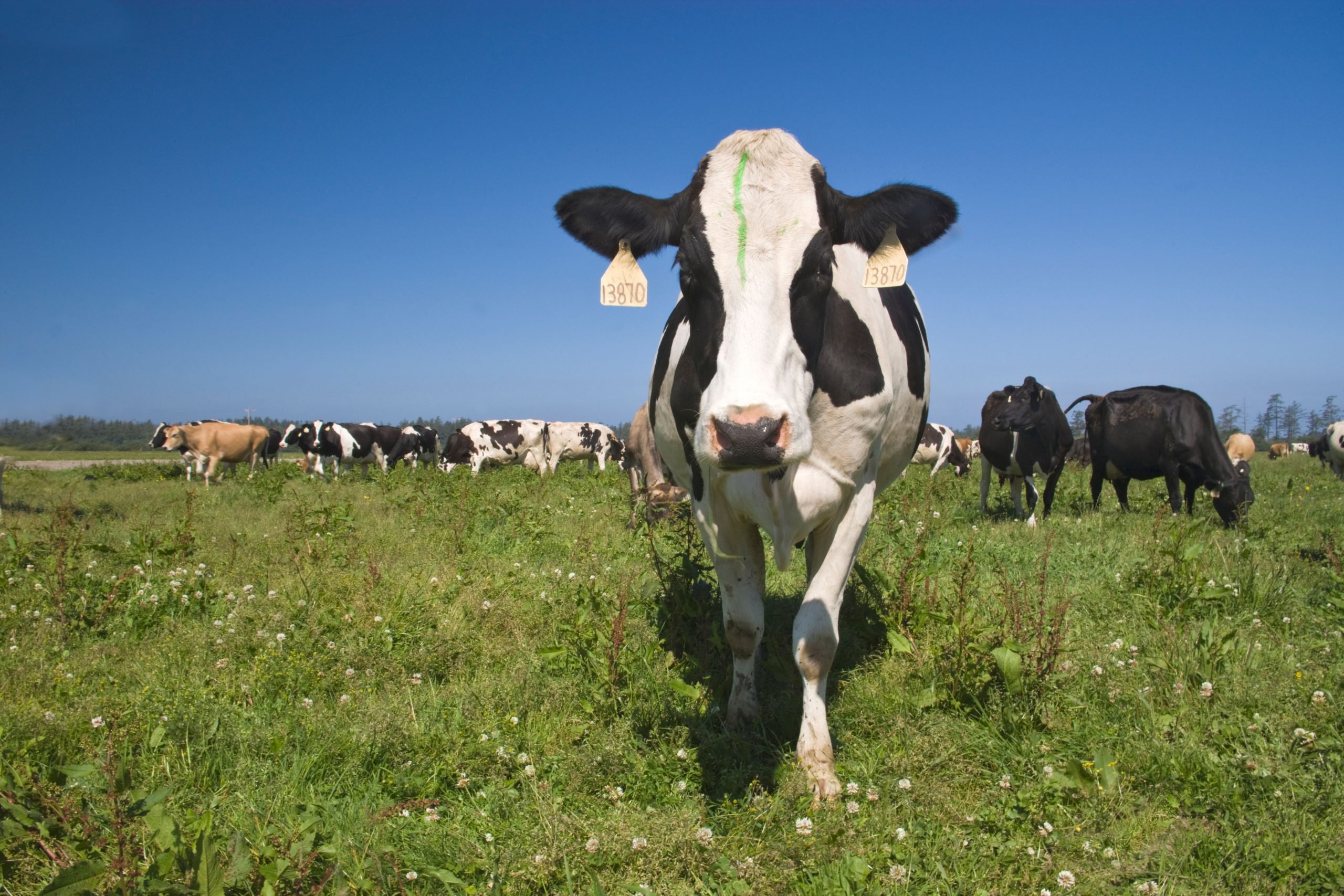 Cow in a field. 