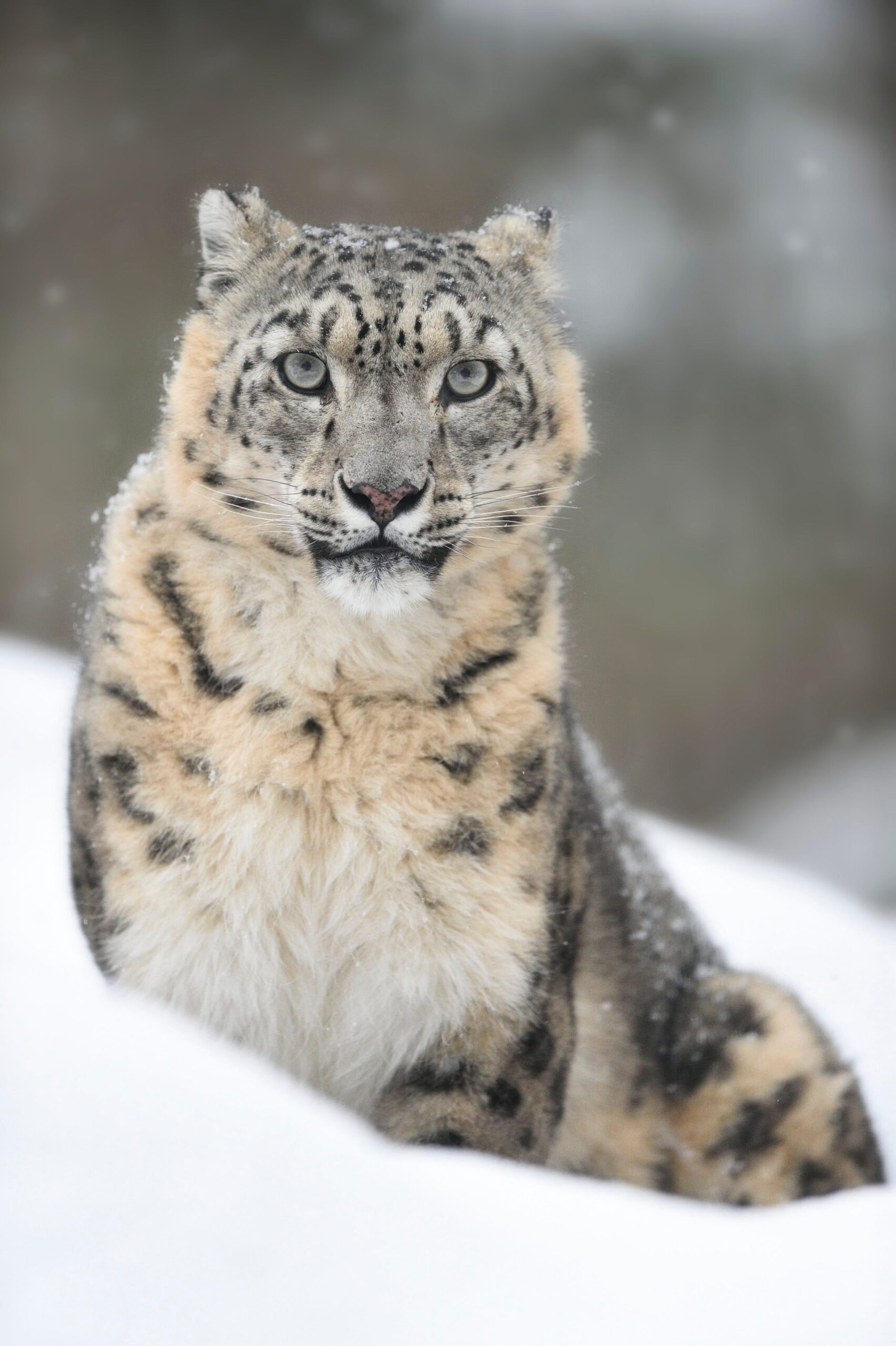 Snow leopard. 