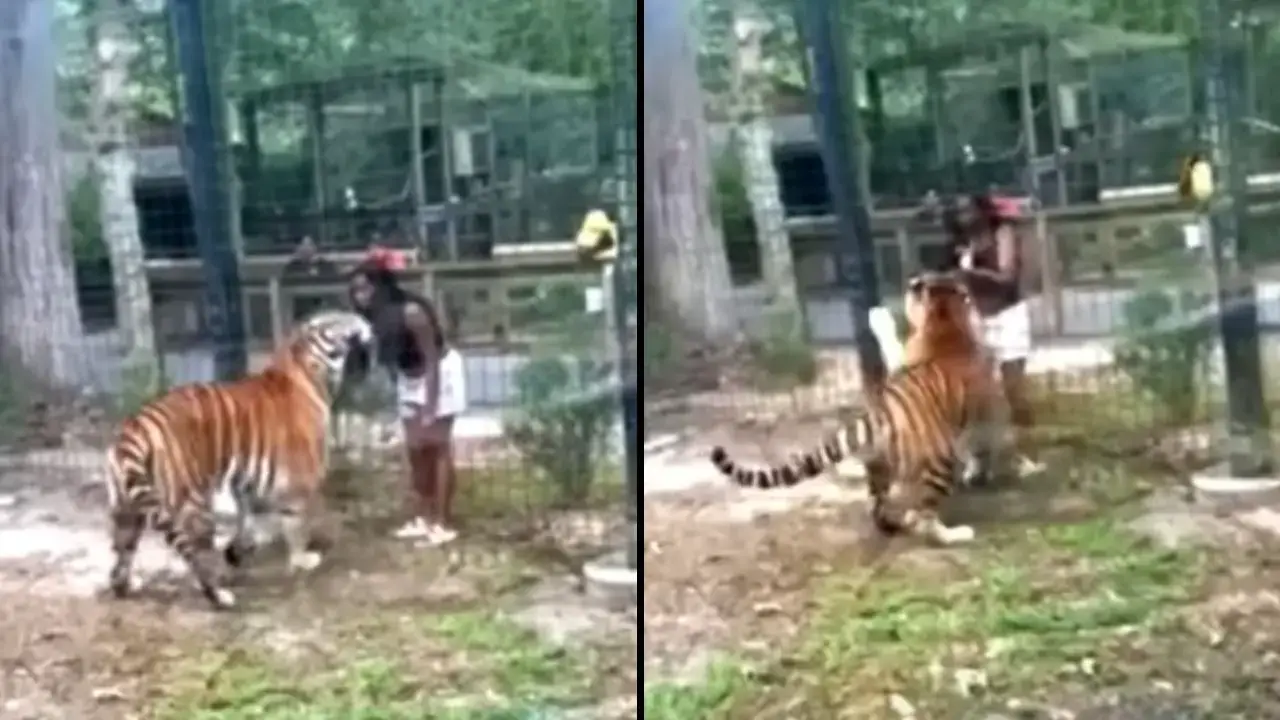 Horrifying Moment Woman Is Attacked By Tiger After Breaking Into Zoo Enclosure