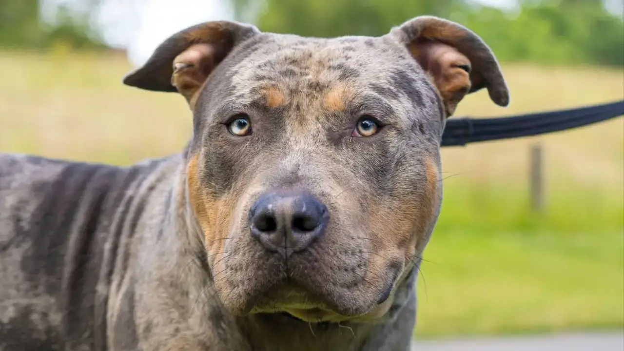 The American XL Bully dog breed may be banned in a year's time. 