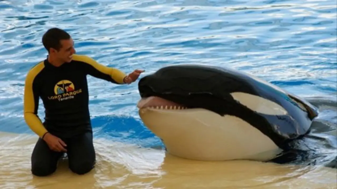 Keto Dead: An orca who fatally attacked their trainer and 'chewed concrete out of insanity' has died. Find out more here.