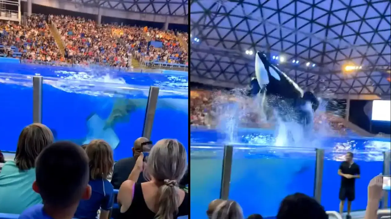 A video of an orca defecating in the water and then splashing feces onto the crowd at SeaWorld has gone viral.